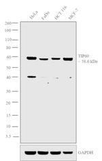 TIP60 Antibody in Western Blot (WB)