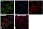 FMRP Antibody in Immunocytochemistry (ICC/IF)