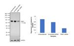 FMRP Antibody in Western Blot (WB)