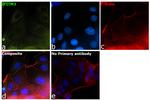 IFITM3 Antibody in Immunocytochemistry (ICC/IF)