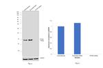 IFITM3 Antibody in Western Blot (WB)