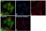 Stella Antibody in Immunocytochemistry (ICC/IF)