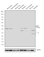 BMP-7 Antibody in Western Blot (WB)