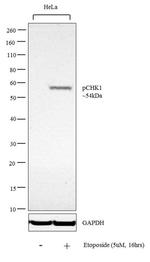 Phospho-CHK1 (Ser345) Antibody in Western Blot (WB)