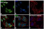 NRG1 Antibody in Immunocytochemistry (ICC/IF)