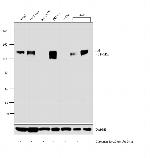 Axl Antibody in Western Blot (WB)