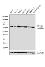 Moesin Antibody in Western Blot (WB)