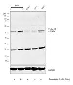 Cyclin A2 Antibody