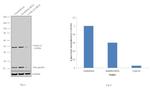 Cyclin A2 Antibody in Western Blot (WB)