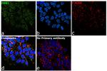 Drebrin Antibody in Immunocytochemistry (ICC/IF)