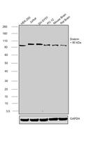 Drebrin Antibody in Western Blot (WB)