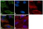 eIF4A1 Antibody in Immunocytochemistry (ICC/IF)