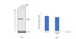 eIF4A1 Antibody