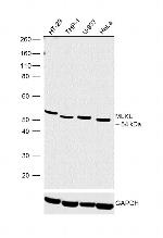 MLKL Antibody in Western Blot (WB)