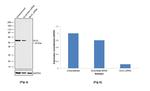 MLKL Antibody in Western Blot (WB)