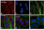 Calnexin Antibody