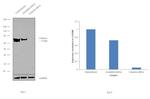 Calnexin Antibody in Western Blot (WB)