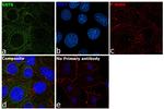 Cytokeratin 8 Antibody in Immunocytochemistry (ICC/IF)