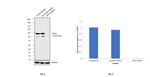 Cytokeratin 8 Antibody