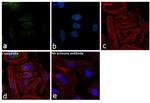 HSPA1A Antibody in Immunocytochemistry (ICC/IF)