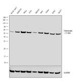 Calreticulin Antibody in Western Blot (WB)