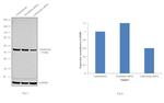 Calreticulin Antibody