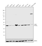 CDK7 Antibody in Western Blot (WB)