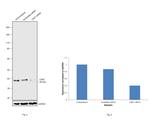 CDK7 Antibody in Western Blot (WB)