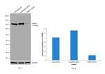 PARP1 Antibody in Western Blot (WB)