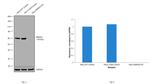 SMAD4 Antibody in Western Blot (WB)