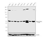 gamma Tubulin Antibody in Western Blot (WB)