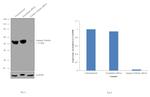 gamma Tubulin Antibody in Western Blot (WB)