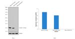 Galectin 3 Antibody