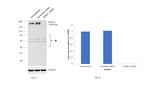 ROBO1 Antibody in Western Blot (WB)