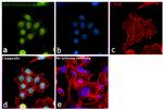 USP7 Antibody in Immunocytochemistry (ICC/IF)