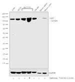 USP7 Antibody in Western Blot (WB)