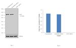 USP7 Antibody in Western Blot (WB)