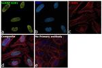 hnRNP A2B1 Antibody in Immunocytochemistry (ICC/IF)