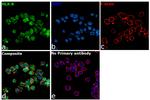 HLA-B Antibody in Immunocytochemistry (ICC/IF)