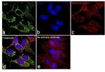 Glutaminase Antibody in Immunocytochemistry (ICC/IF)