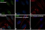 MCM6 Antibody