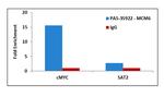 MCM6 Antibody in ChIP Assay (ChIP)