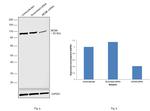 MCM6 Antibody in Western Blot (WB)