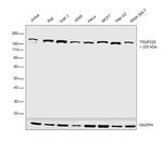 TRAP220 Antibody in Western Blot (WB)