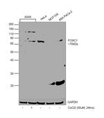 FOXC1/FOXC2 Antibody in Western Blot (WB)