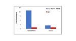 NPM1 Antibody in ChIP Assay (ChIP)