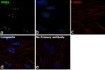 NPM1 Antibody in Immunocytochemistry (ICC/IF)