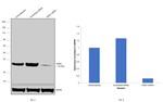 NPM1 Antibody in Western Blot (WB)