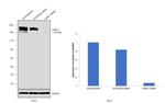 Laminin gamma-1 Antibody