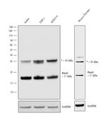 RhoG Antibody in Western Blot (WB)